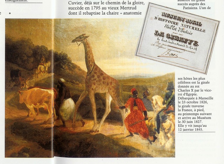 giraffe1826.jpg