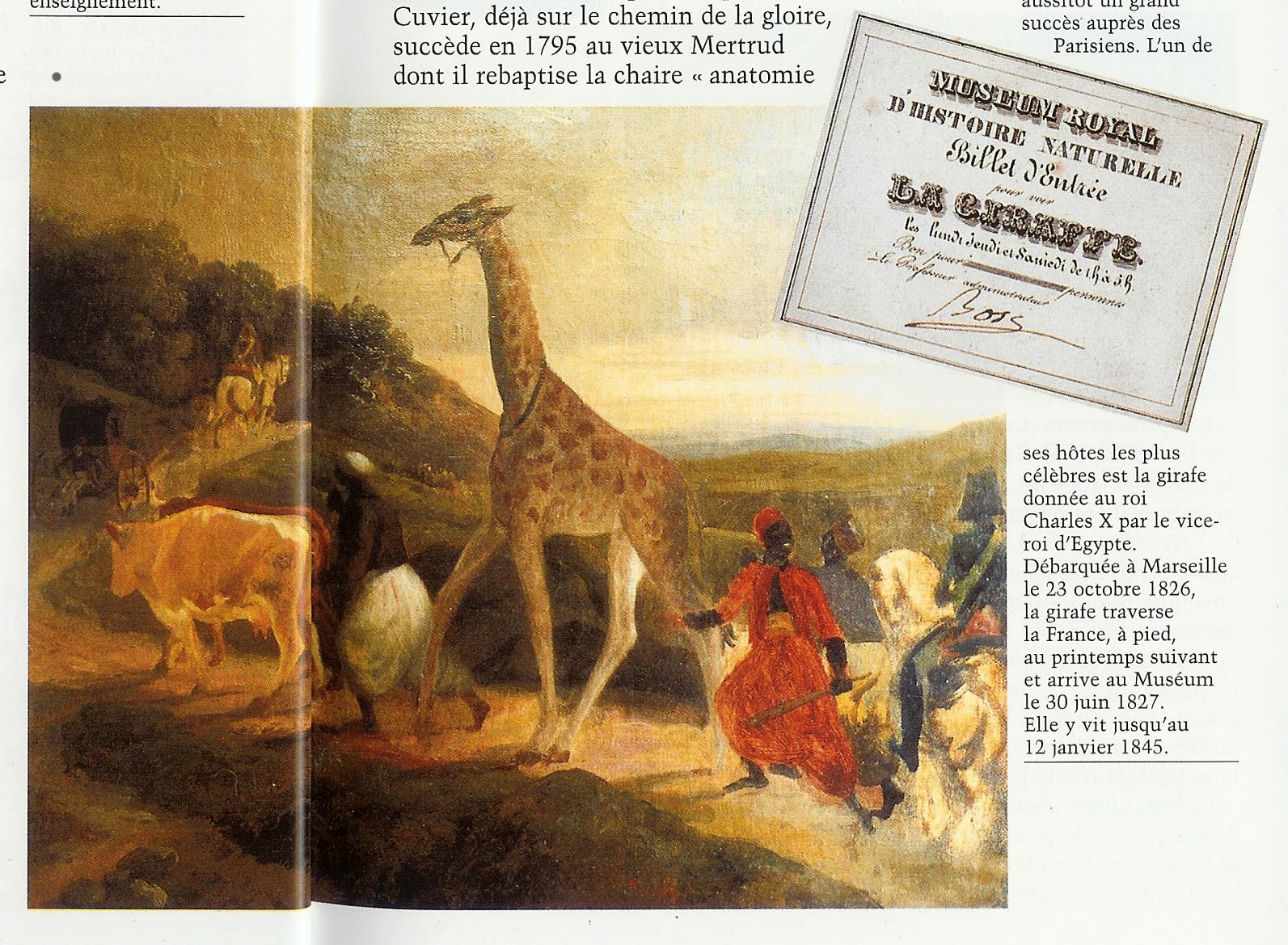 giraffe1826.jpg