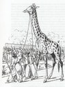 girafe1826nb.jpg