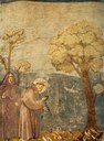 Giotto - San Francesco predica agli uccelli