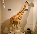 Zarafa (la girafe de Charles X) au musée de La Rochelle