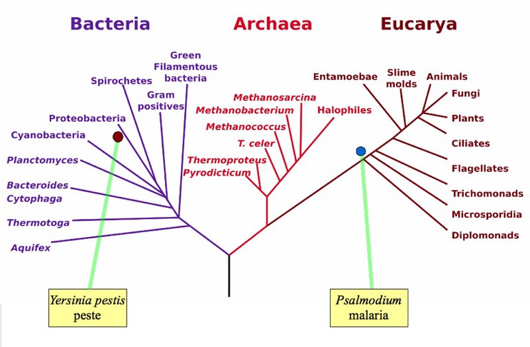 Peste et malaria: Yersinia pestis et psalmodium sur l'arbre phylogénétique de la vie