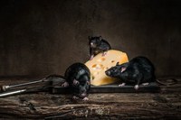 Le procès des rats d’Autun